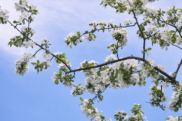 Blossoming apple tree with a blue sky as background