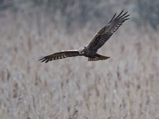 Western marsh harrier (Circus aeruginosus)