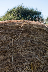 Detail of a hay straw bale with a tree and blue sky in the background. Vertical image. No people.