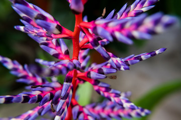Obraz premium Aechmea 