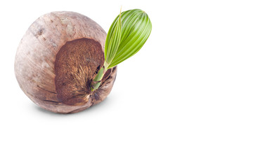 coconut shoot seedlings are growing sprout on white background planting agriculture isolated
