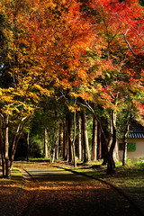 Naklejka na ściany i meble 紅葉の岩屋公園