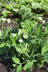Young shoots and flowers in a field of peas.