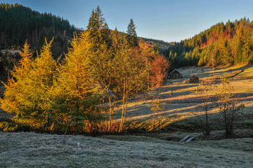 Sunlight under yellow trees and frozen grass in autumn 2