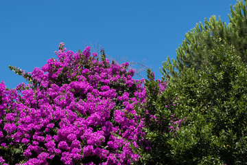 Beautiful nature image of pink bougainvillea near a green leafs tree with blue sky in the background. No people.