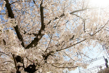 日本の桜02