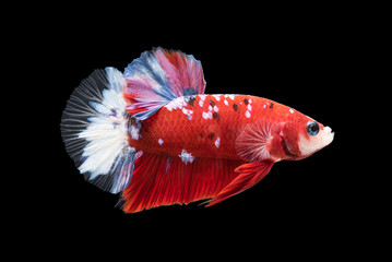 beautiful betta splendens isolated on black background