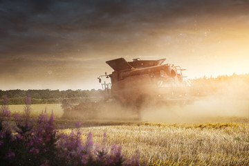 Obraz premium Mähdrescher bei der Ernte auf dem Getreidefeld