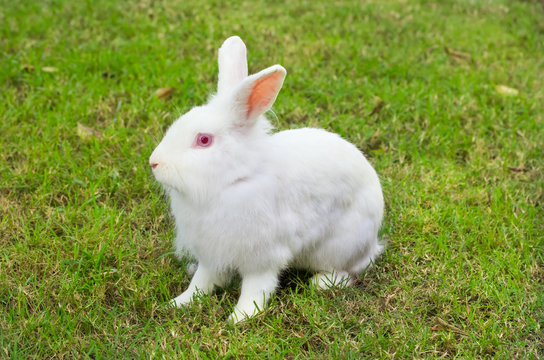 new zealand white rabbit on green grass