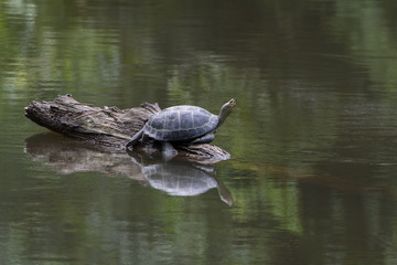 Fototapeta premium Wild turtle lying in the morning sunlight exposure