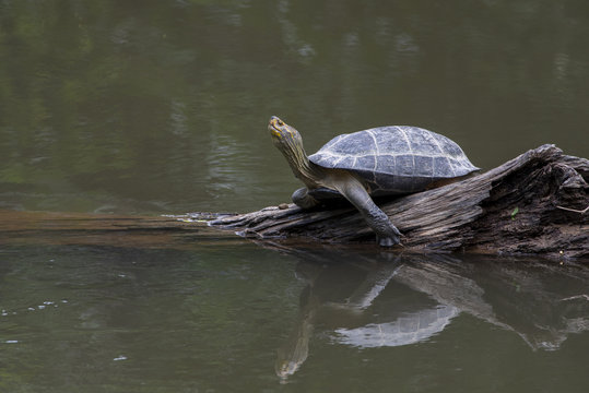 Wild turtle lying in the morning sunlight exposure