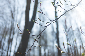 Small florets of orchids on a branch