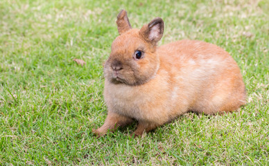 Netherlands dwarf rabbit playing on green grass.
