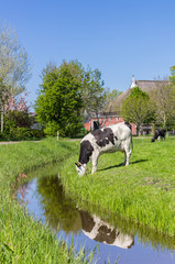 Dutch Holstein cow at the water near Groningen, Netherlands