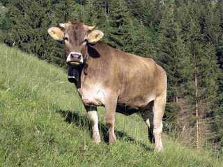 Kuh auf der Almweide