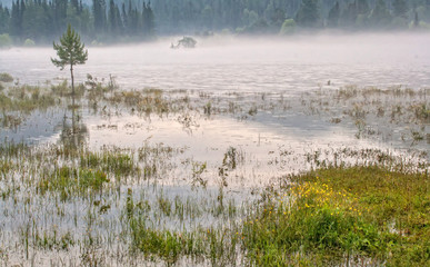 summer landscape with morning mist tree in the fog