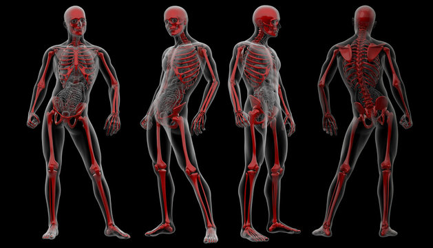 3d rendering skeleton by X-rays in red