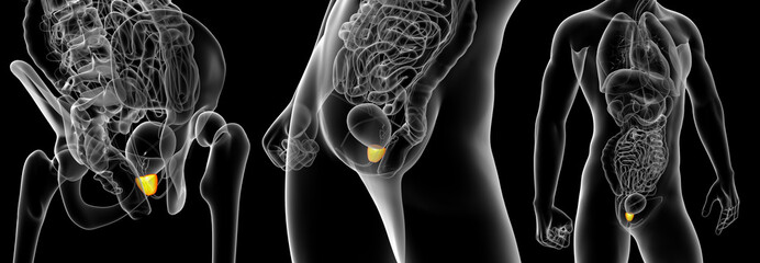 3d rendering illustration of the prostate gland