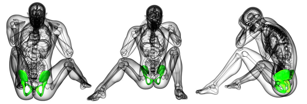 3d rendering illustration of pelvis