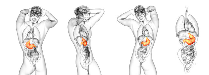 3d rendering medical illustration of the stomach