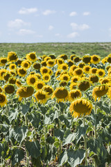 field of sunflowers in summer time 