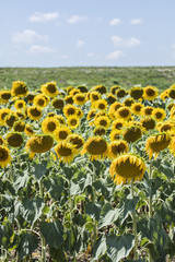 Obraz premium field of sunflowers in summer time 