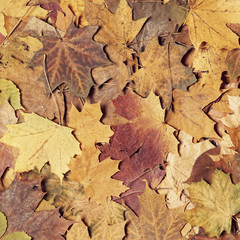 Seasonal autumn background of colorful leaves.