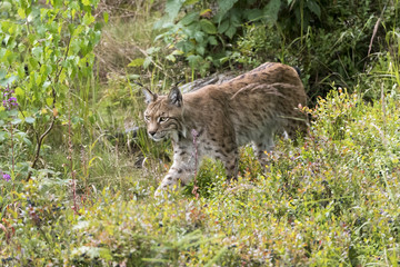 Luchs Tarnung