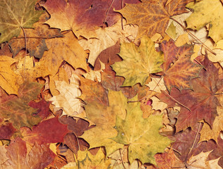 Naklejka na ściany i meble Seasonal autumn background of colorful leaves.