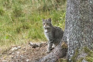 Wildkatze Tarnung