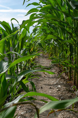 corn field tunnel