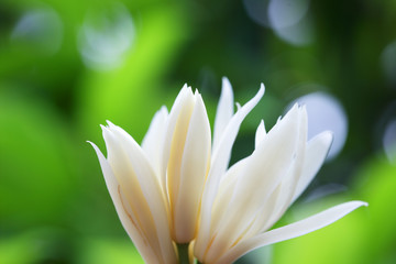 beautiful aroma white champaka flower with green background