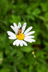 Fototapeta premium chrząszcz siedzi na rumianku