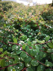 drops of rain on leaves of a green bush