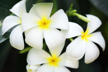 Fototapeta na wymiar beautiful yellow-white frangiapani flower background.