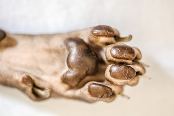 cat's paw Sphinx