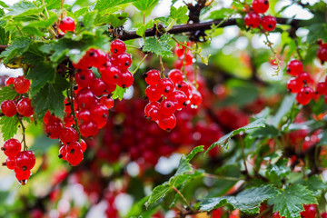 red currant berries after rain