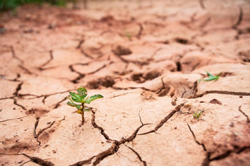 Dry land, World Disaster, Broken soil , Cracked ground background .