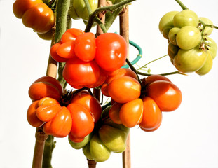 Reisetomate, Tomate, Lycopersicon, esculentum