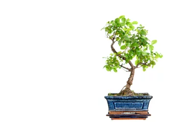Photo sur Plexiglas Bonsaï bonsaï sagaretie dans un bol bleu