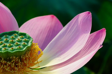 연, 연꽃, lotus