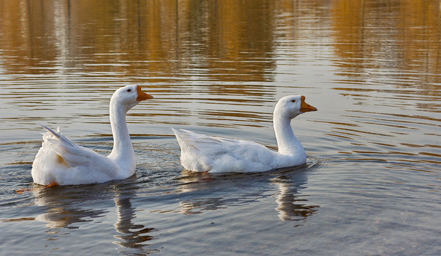 two white goose swim one after the other from left to right