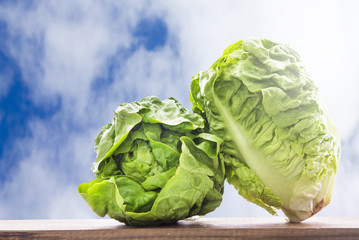 Fototapeta premium vegetables, fresh lettuce with background