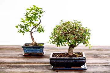 Photo sur Plexiglas Bonsaï Orme chinois et bonsaï sagaretie dans un bol bleu sur planche de bois