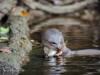 Giant Otter eating a fish in Napo River, Amazon