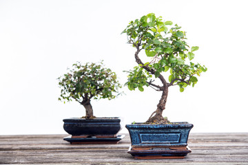 Chinesische Ulme und Sagaretie-Bonsai in blauer Schale auf Holzbrett