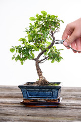 sagaretie bonsai in blue bowl on wooden board with gardeners hand