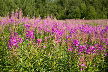 Obraz premium The blossoming Ivan tea (Chamerion angustifolium) in the sunny summer day