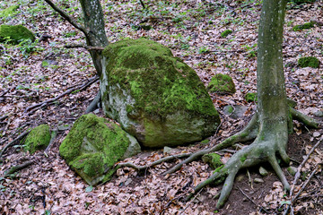 a fairy-tale picture in the form of a tree with green horses and a stone of moss-covered lying next to it