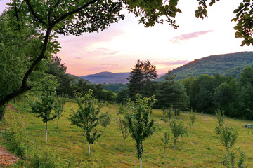 A green garden with planted young fruit trees in a picturesque area with far-away mountain slopes...
